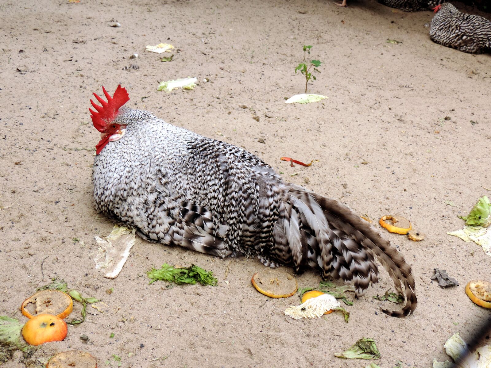 Nikon Coolpix P520 sample photo. Hahn, sperber, chicken breed photography