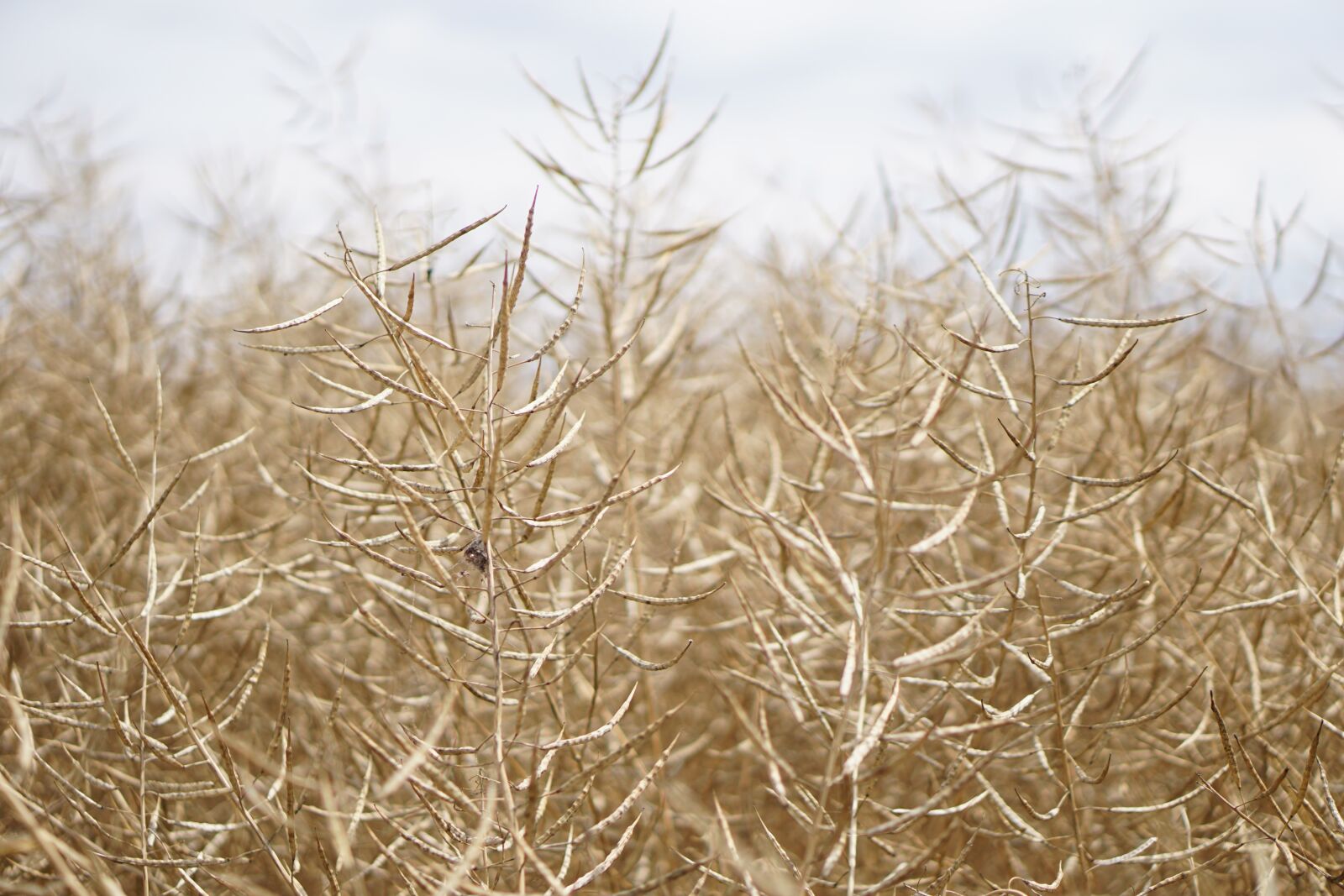 E 50mm F1.8 OSS sample photo. Field of rapeseeds, oilseed photography