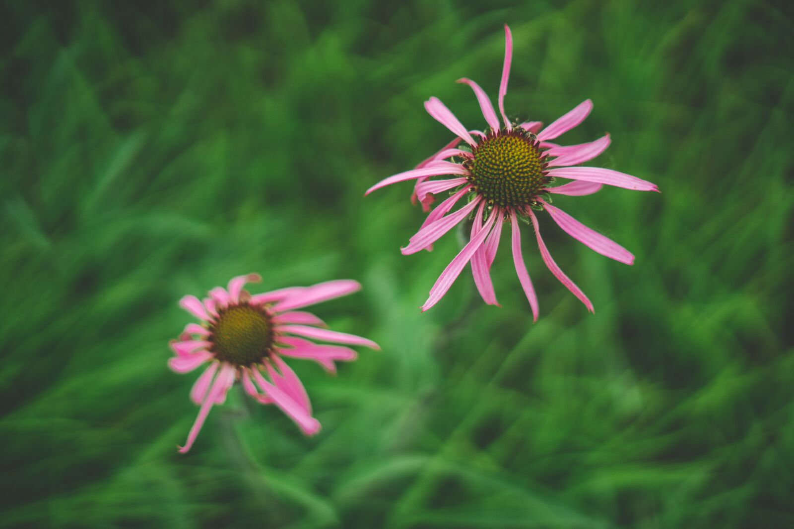 Sony a7R II + Sony FE 50mm F1.8 sample photo. Pink, nature, flowers photography