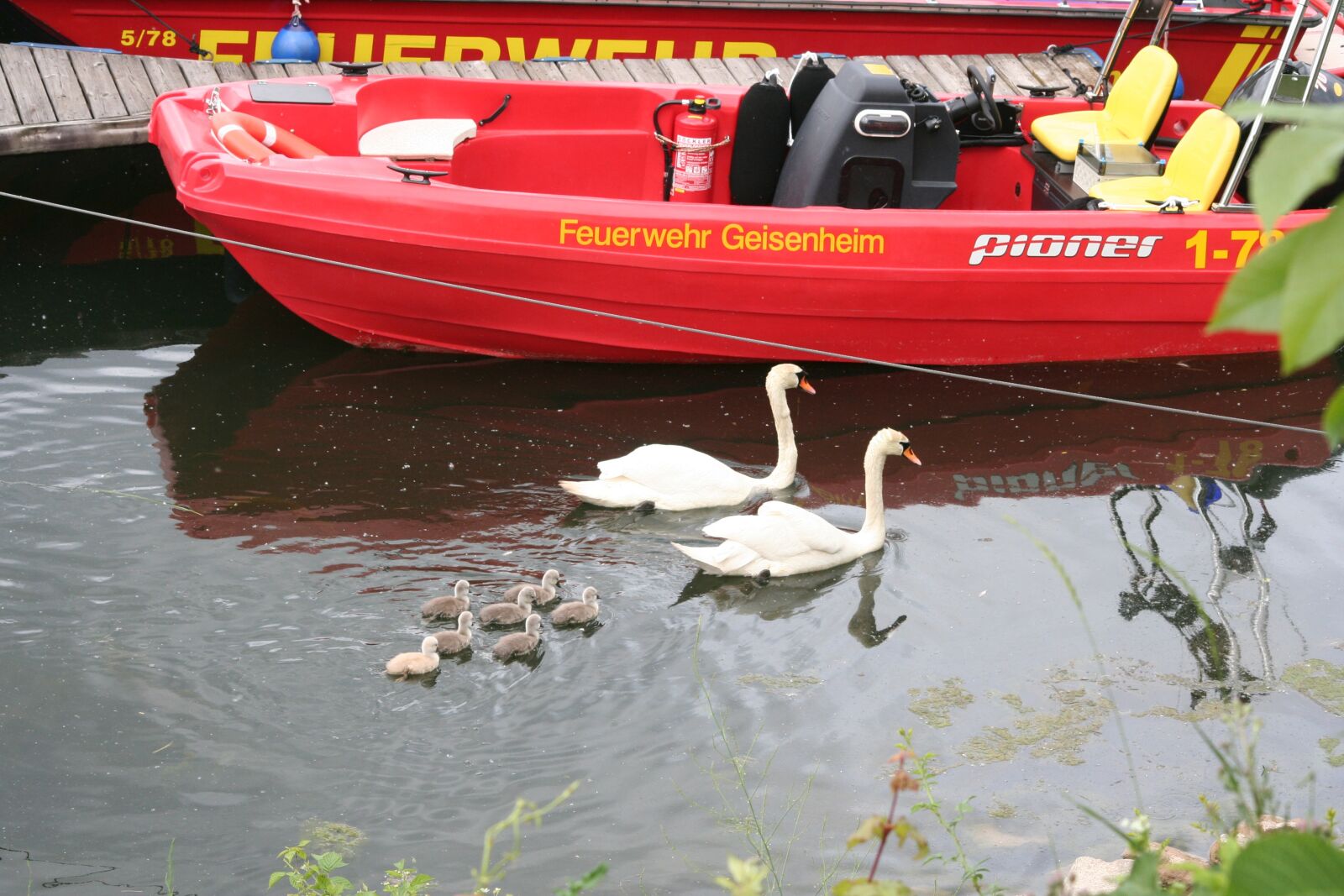 Canon EOS 350D (EOS Digital Rebel XT / EOS Kiss Digital N) sample photo. Mute swan, swan chicks photography
