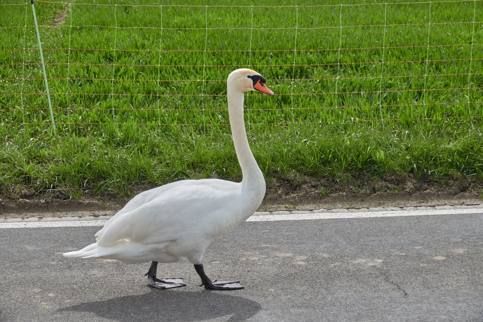 Sony Cyber-shot DSC-RX10 IV sample photo. Swan, white swan, road photography