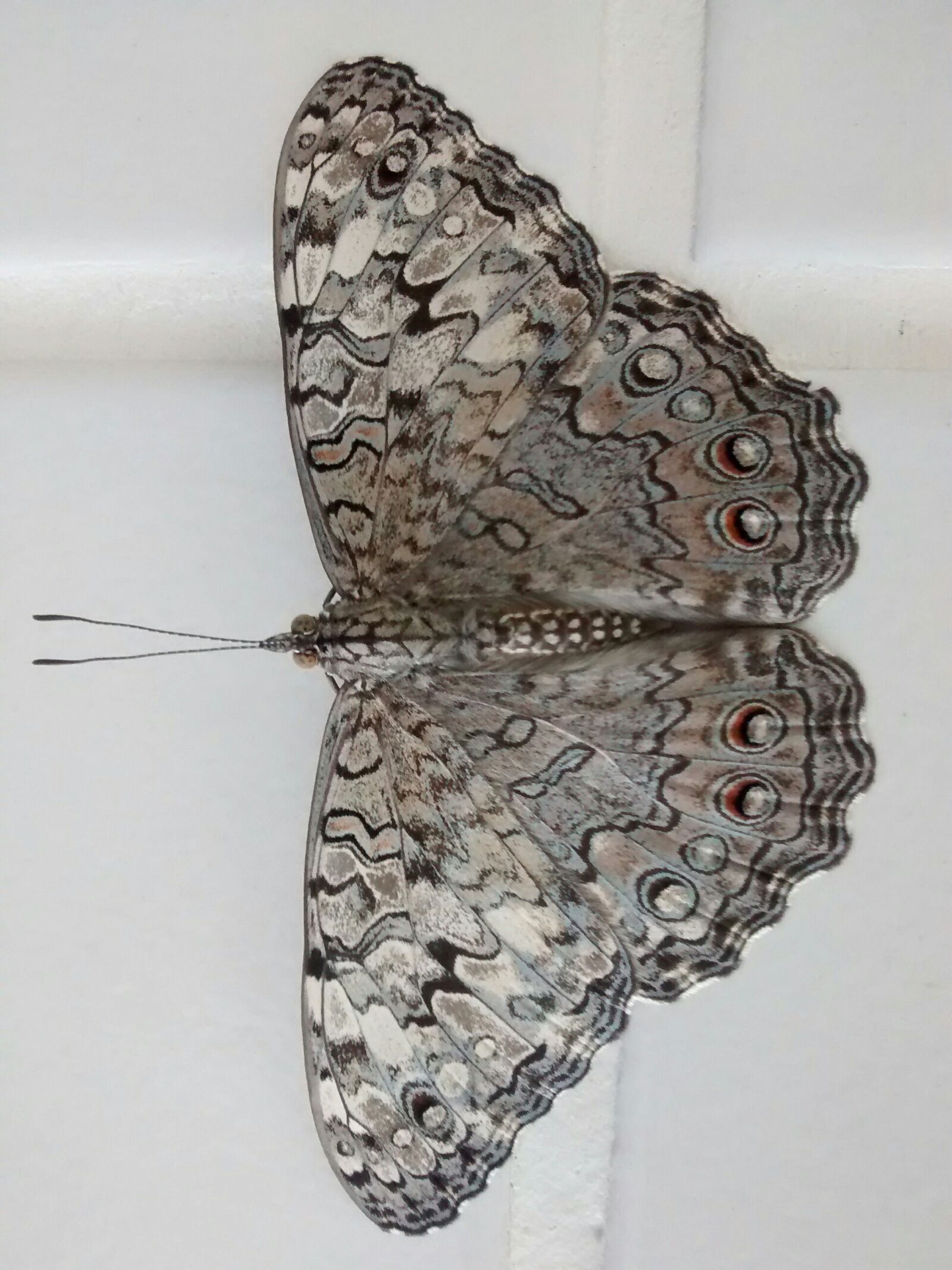 Motorola Moto G (1st Gen) sample photo. Butterfly, nature, wings photography