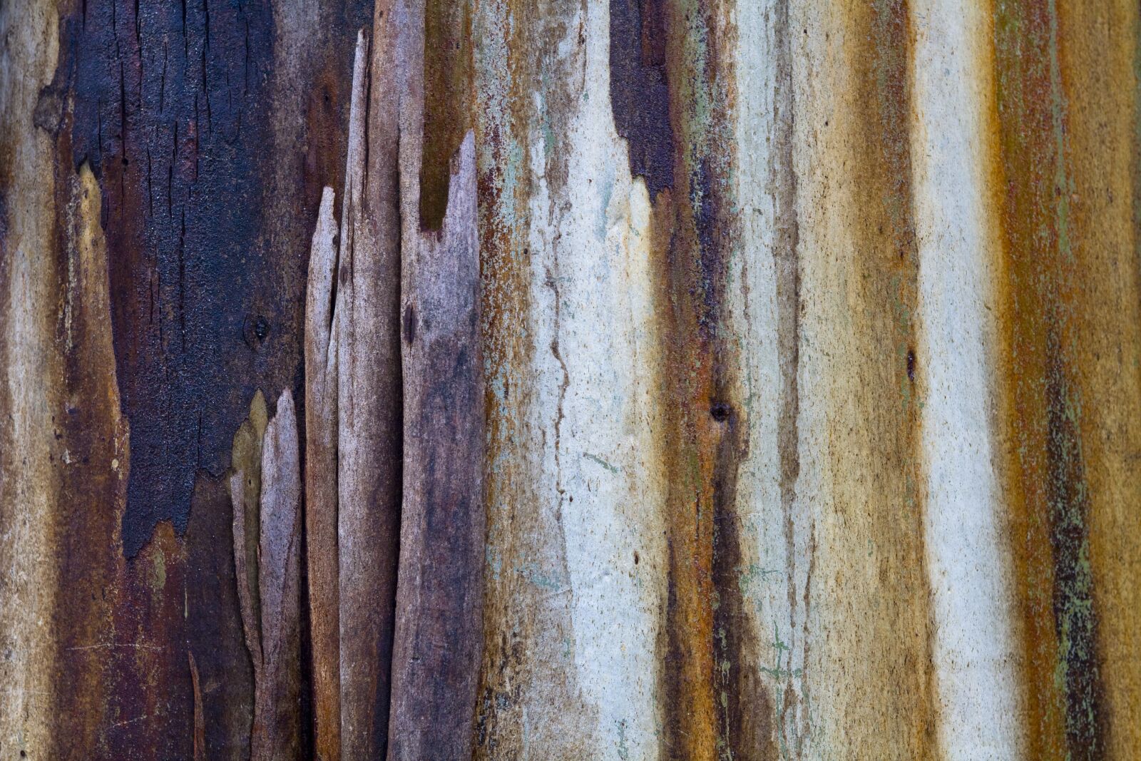 Canon EOS 5D sample photo. Gum tree, sap, colours photography