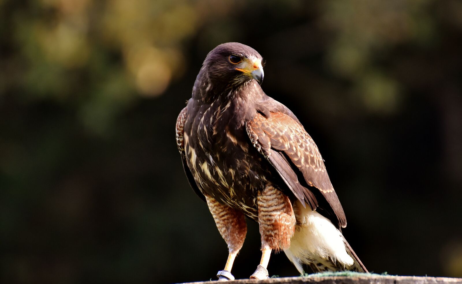 Nikon D7200 sample photo. Falcon, wing, bird of photography