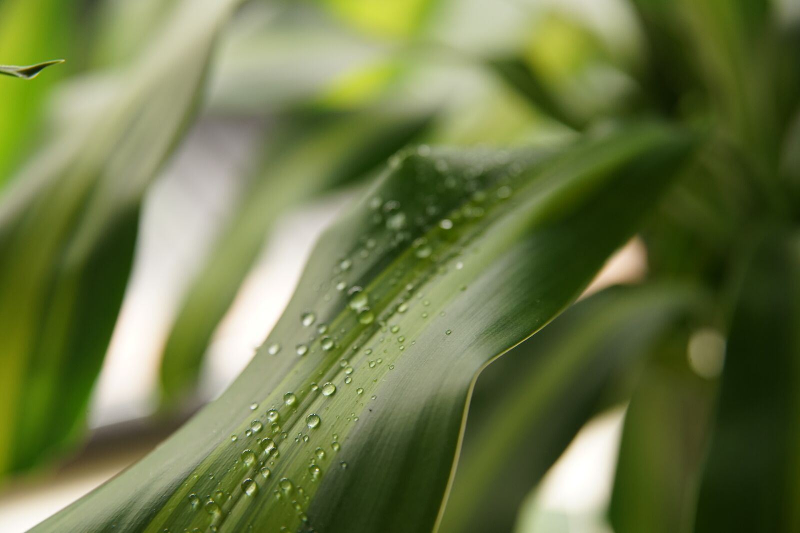 Sony a7 II sample photo. Plant, palm, green photography