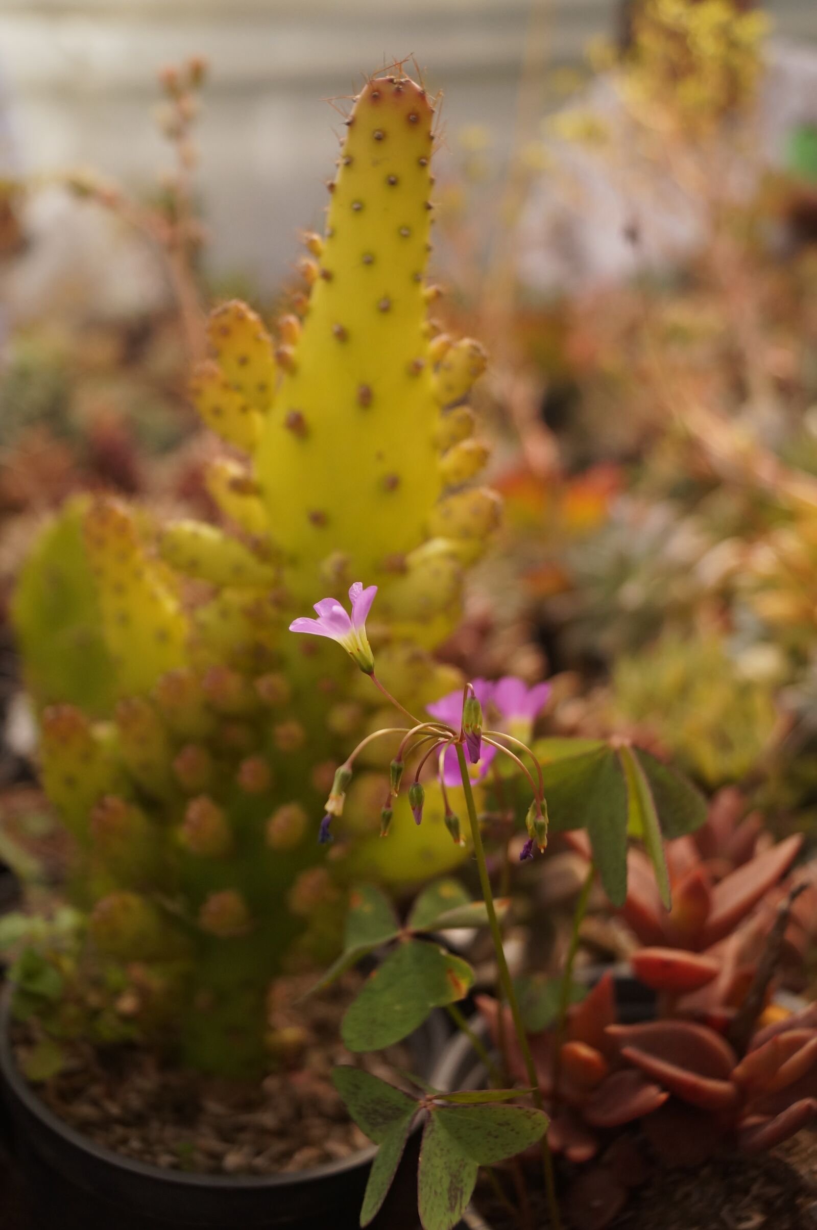 Sony SLT-A37 + Sony DT 18-55mm F3.5-5.6 SAM sample photo. Plants, succulent, plant photography