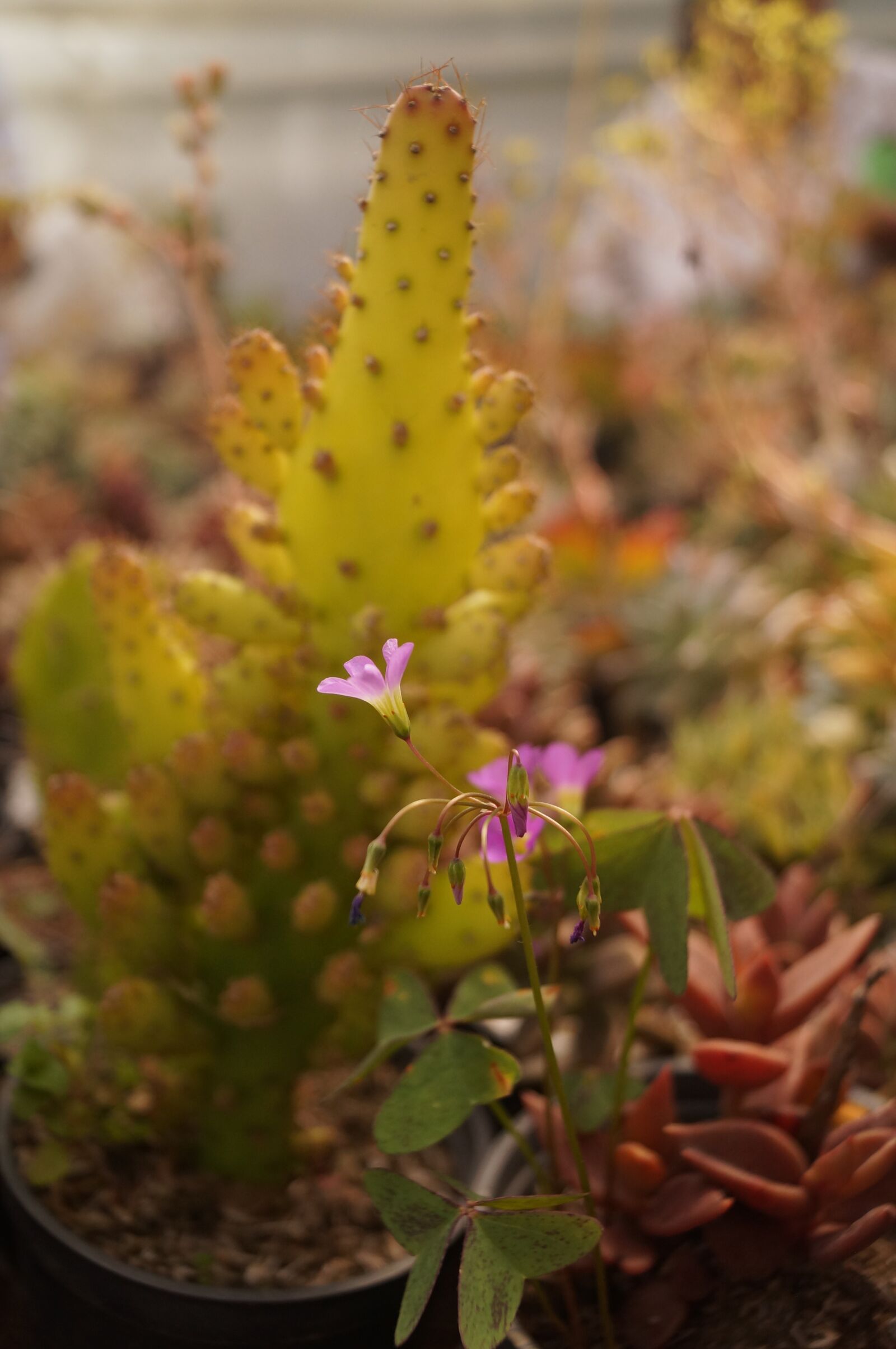 Sony SLT-A37 + Sony DT 18-55mm F3.5-5.6 SAM sample photo. Plants, succulent, plant photography