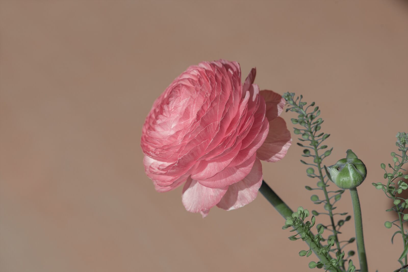 Nikon D750 sample photo. Ranunculus, flower, blossom photography
