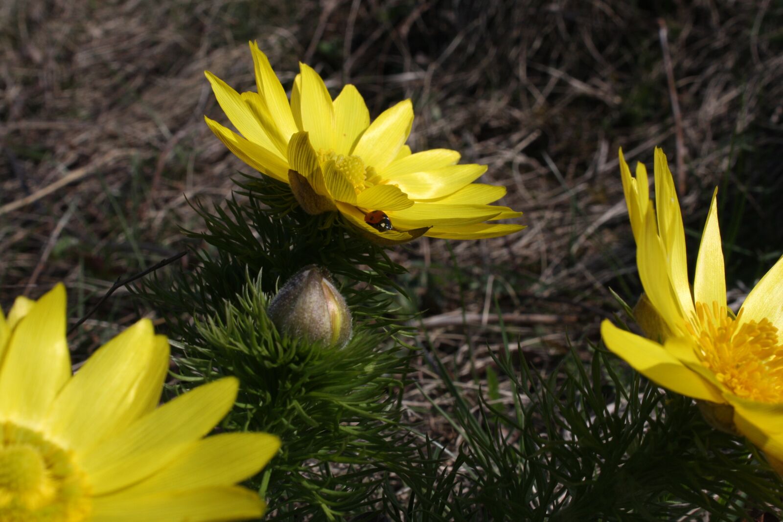 Canon EOS 40D sample photo. Ladybug, hlavacek, flower photography