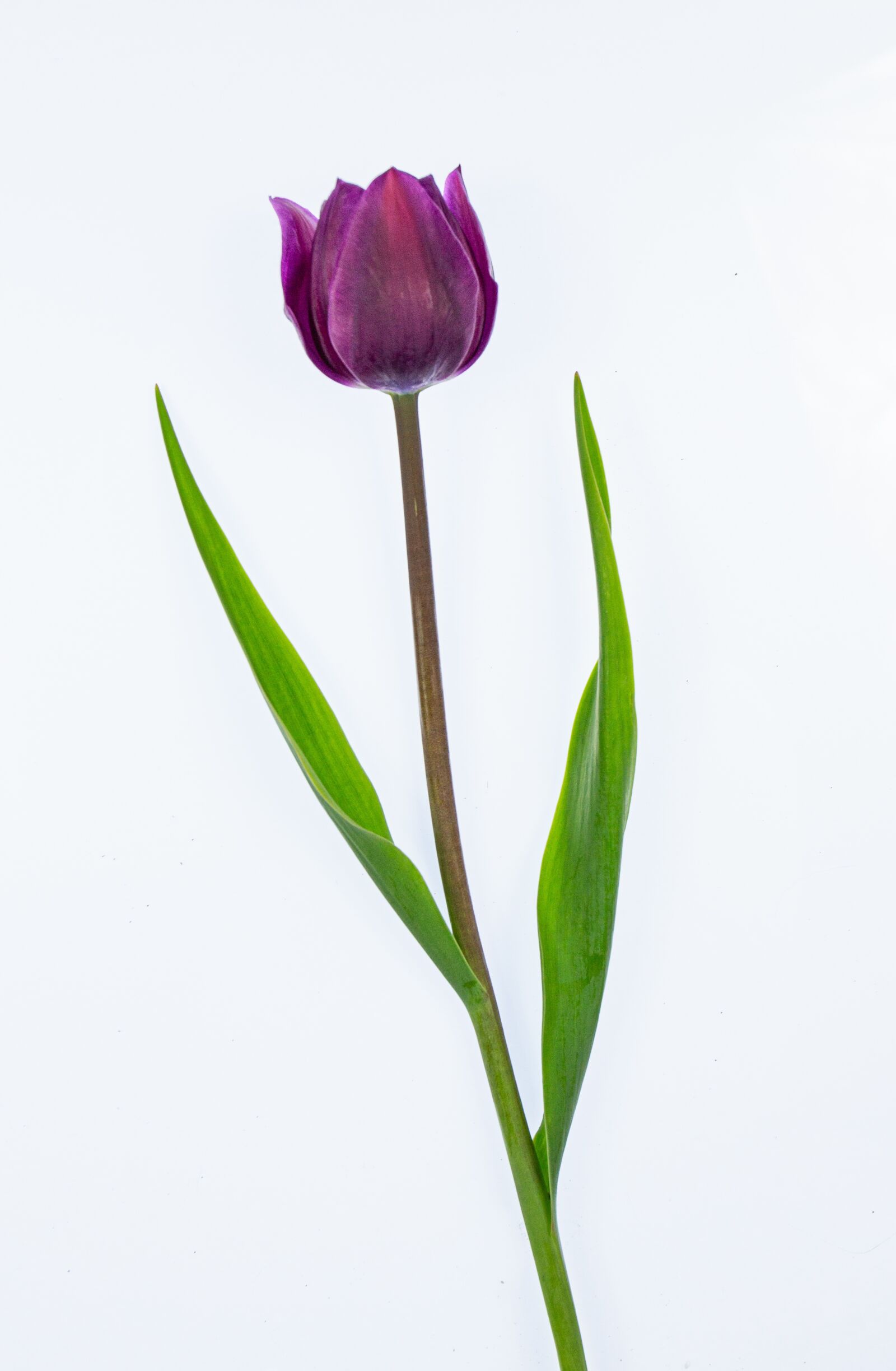 Canon EOS 5D Mark III + Canon EF 17-40mm F4L USM sample photo. Tulip, purple, easter flowers photography