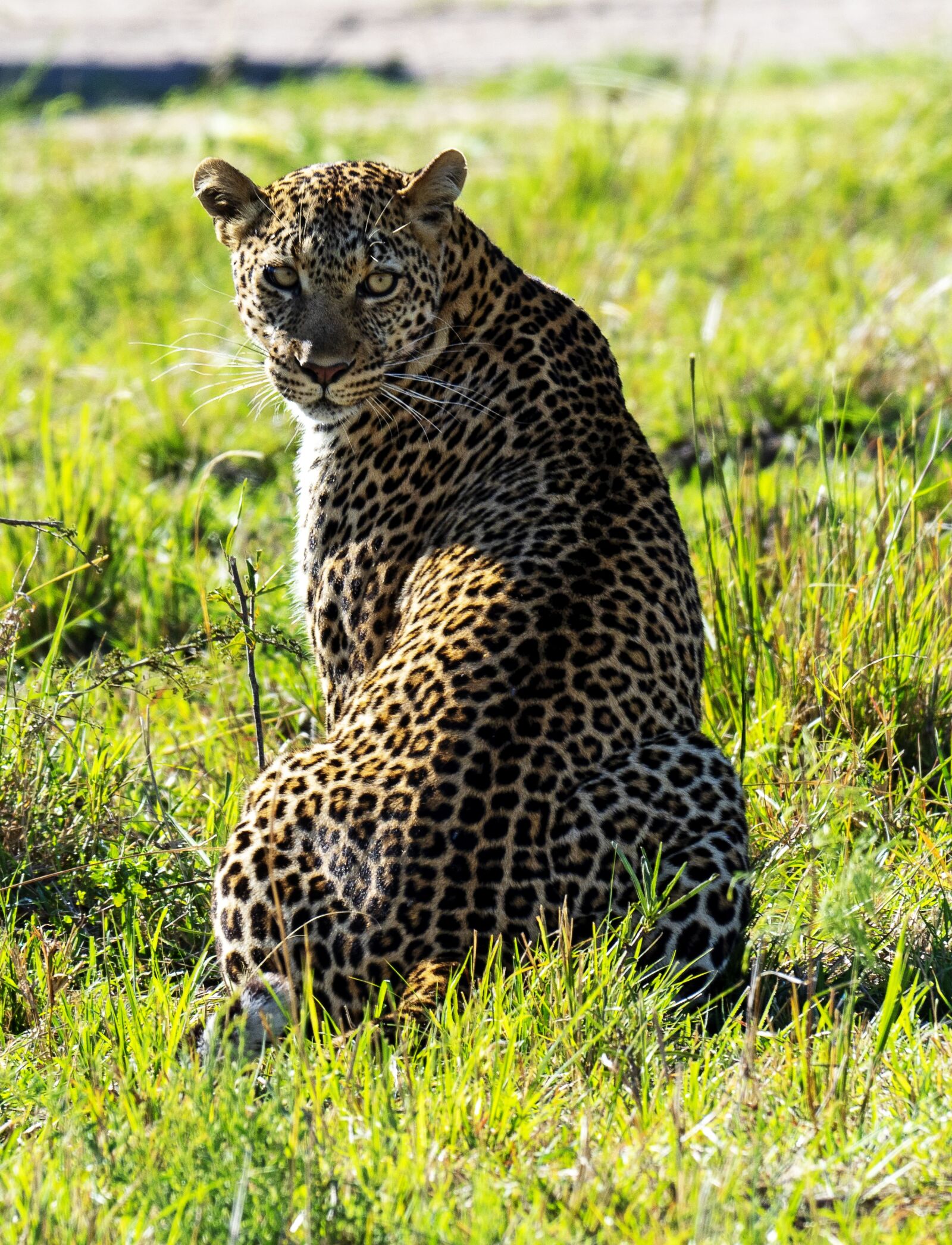LEICA DG 100-400/F4.0-6.3 sample photo. Kenya, leopard, big cat photography