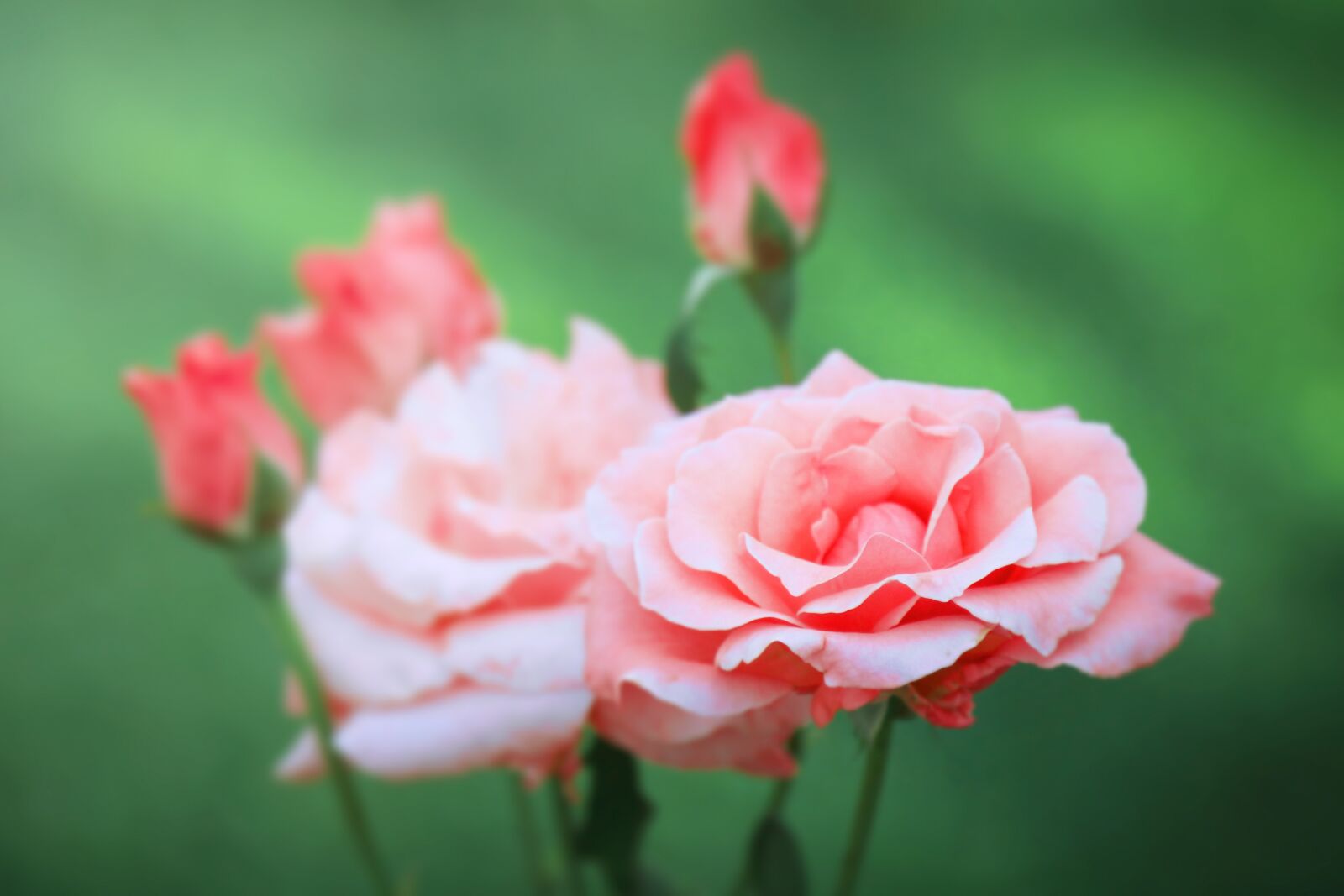 Canon EOS 70D + Canon EF 24-105mm F4L IS USM sample photo. Rose, rose bloom, pink photography
