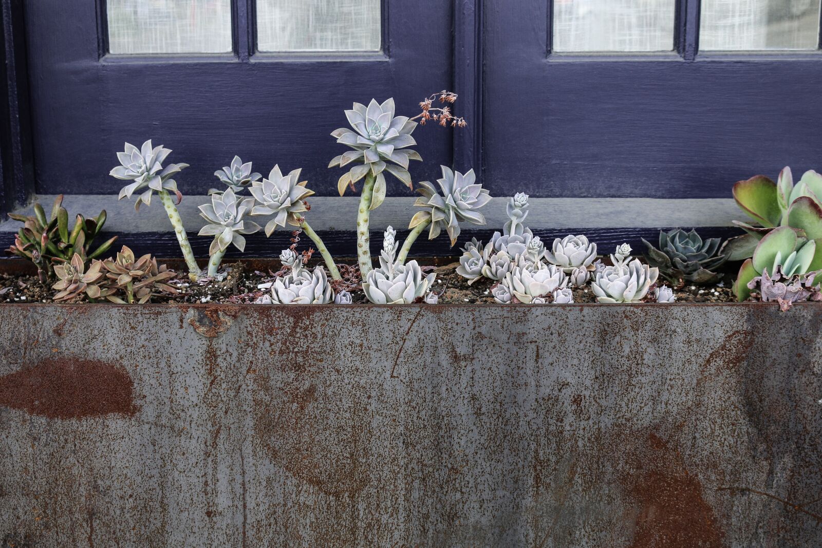 Canon EOS 70D sample photo. Succulents, plants, window photography
