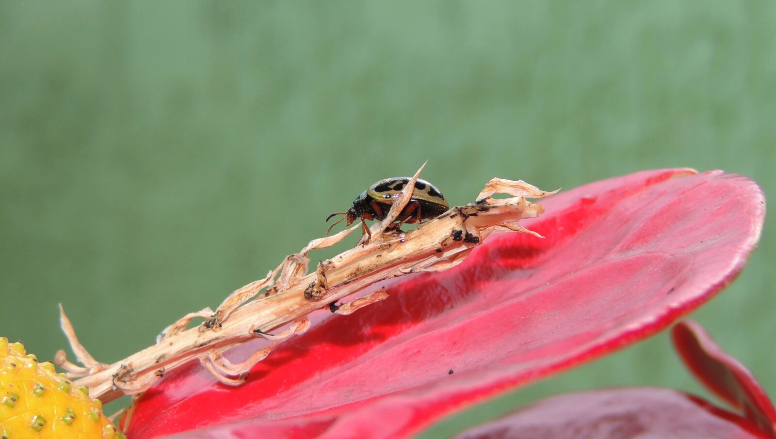 Nikon Coolpix P510 sample photo. Insect, nature, approach photography