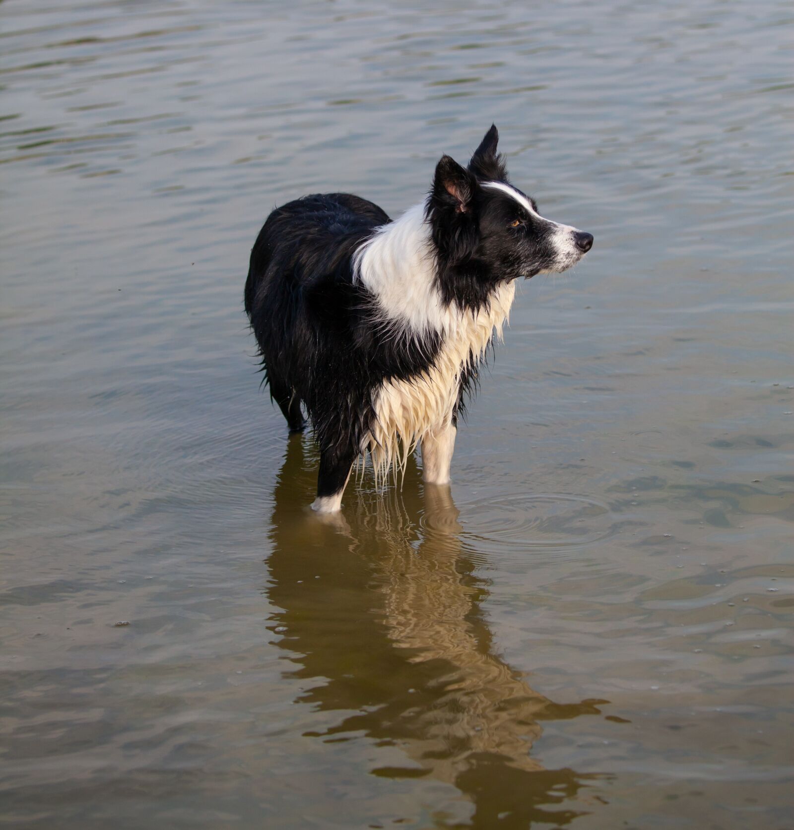 Canon EOS 5D Mark II sample photo. Collie in water, dog photography