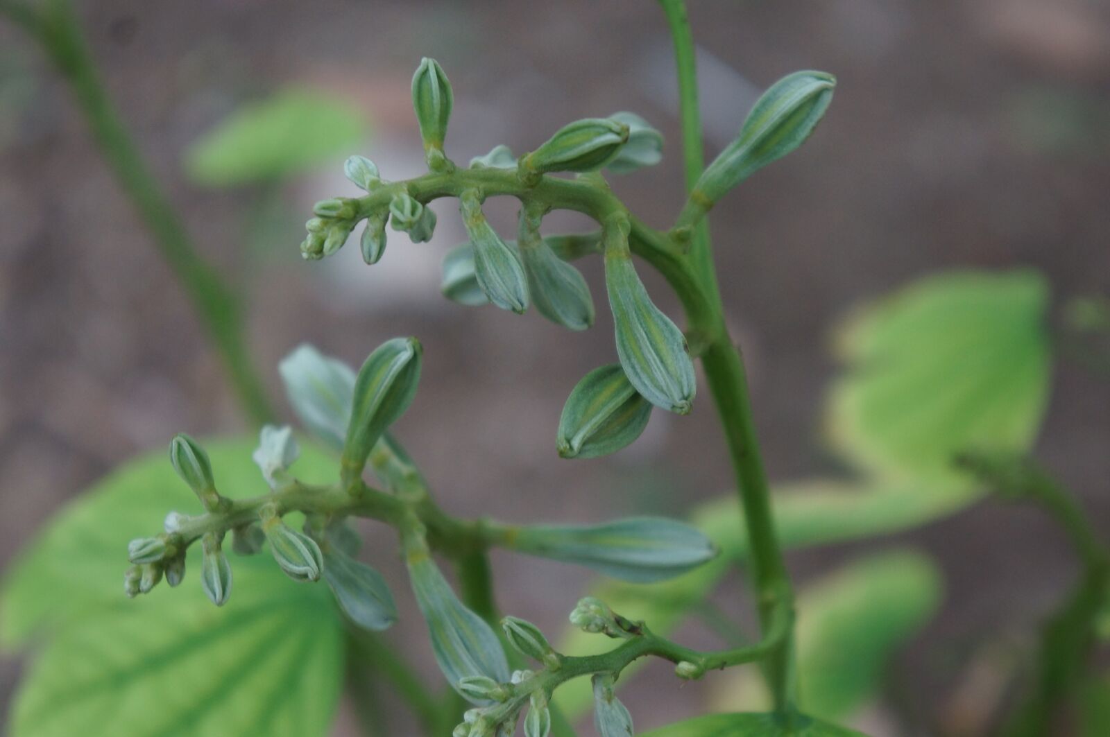 Sony Alpha NEX-5N sample photo. Germination, flower, natural photography