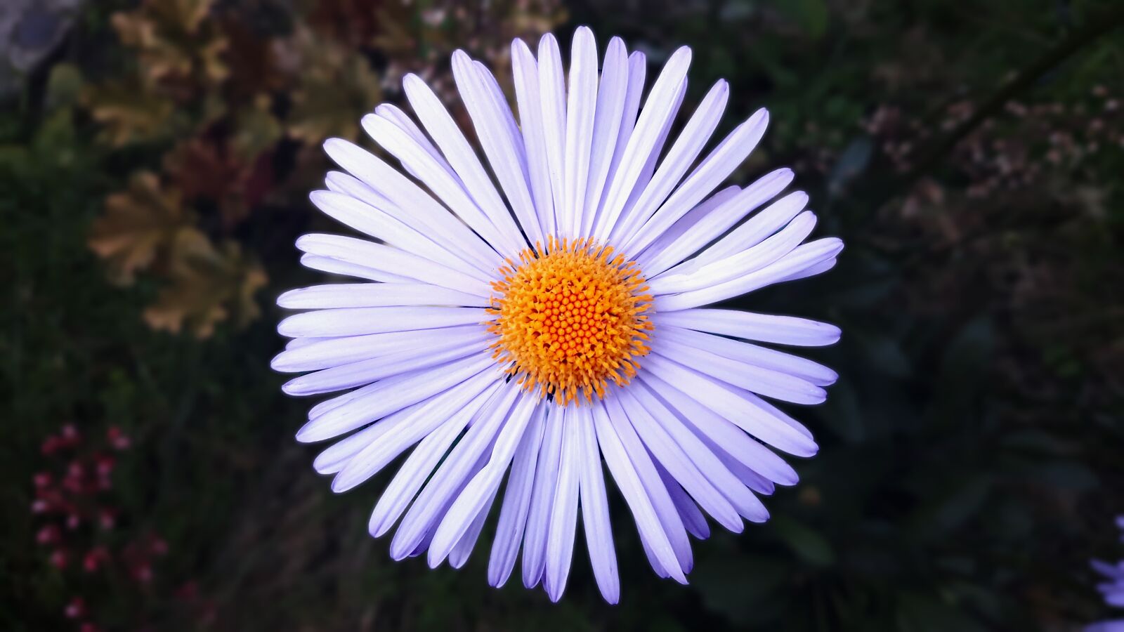 Samsung Galaxy J7 sample photo. Flower, bright, circle photography