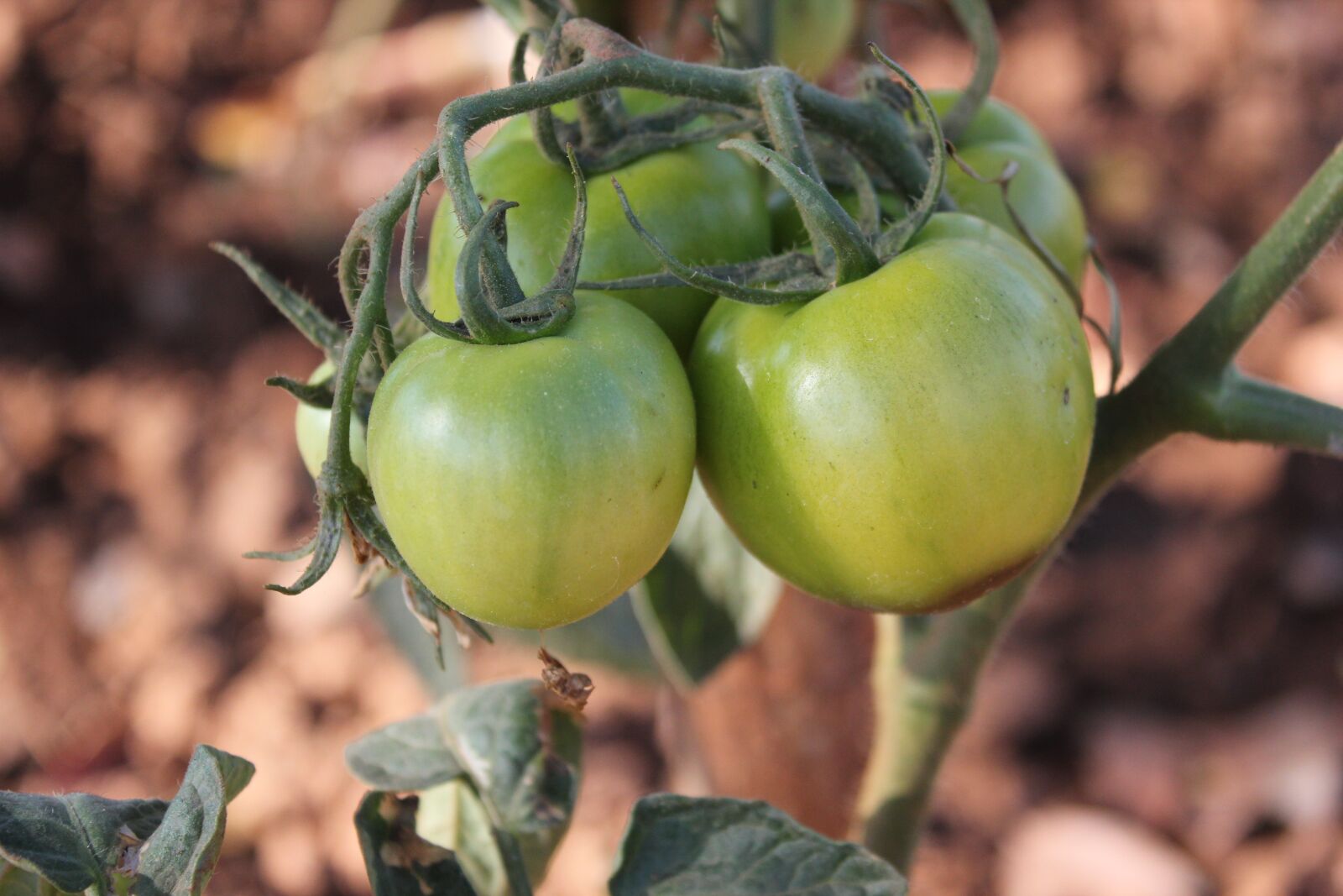 Canon EOS 550D (EOS Rebel T2i / EOS Kiss X4) sample photo. Organic, tomatoes, zambia photography