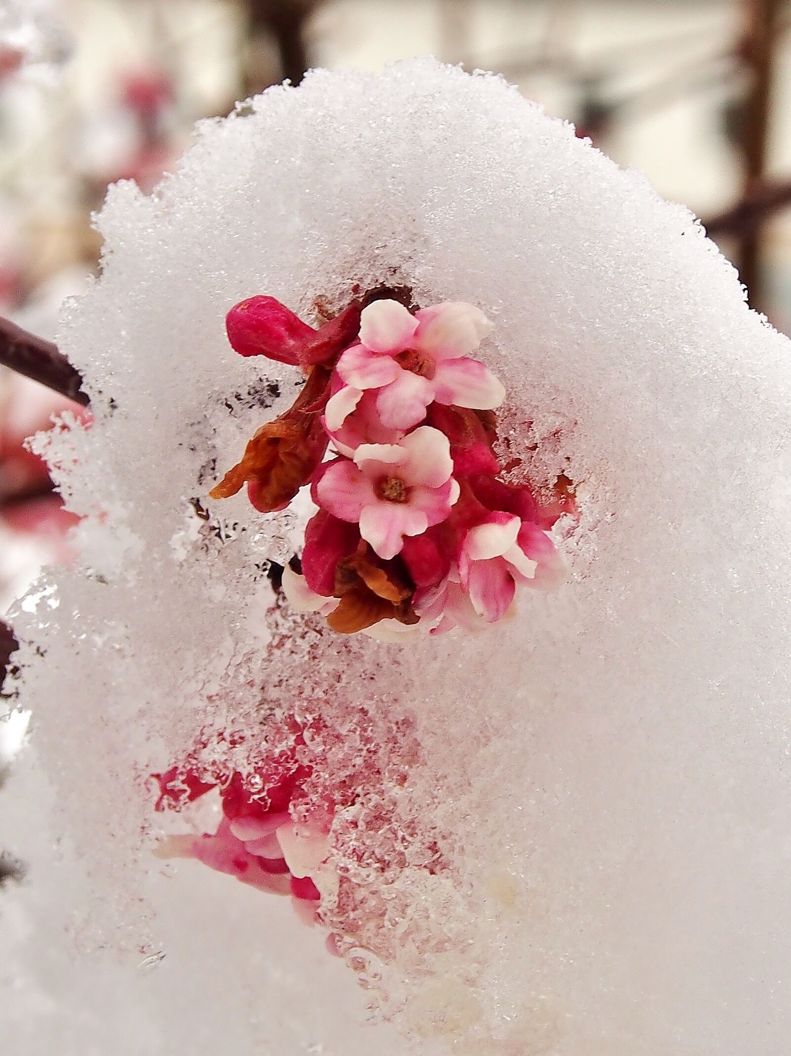 Olympus OM-D E-M5 sample photo. Winter, snow, flowers photography