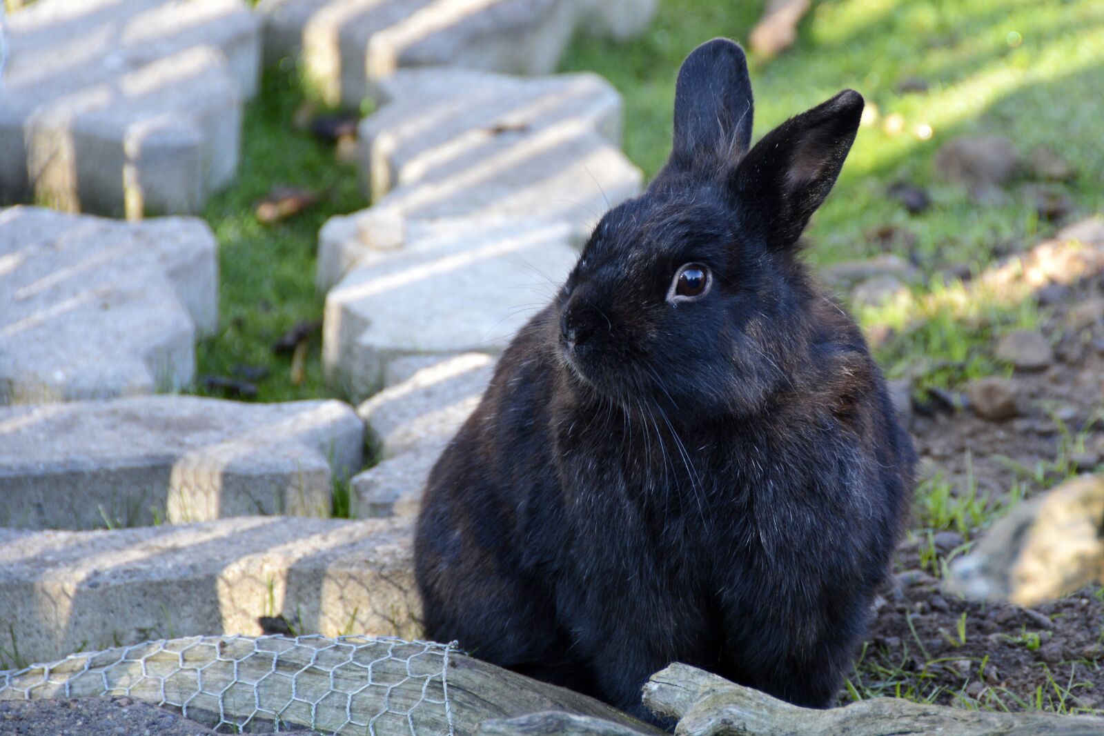 Nikon D7100 sample photo. Rabbit, hare, animal photography