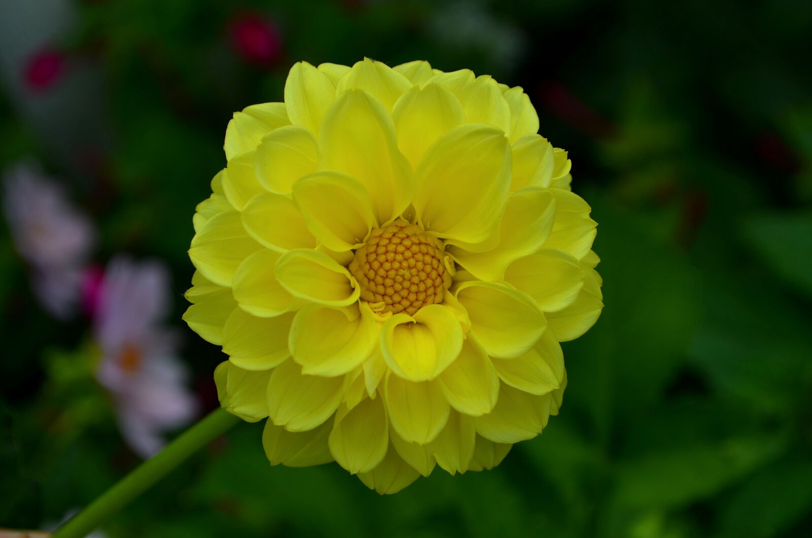 Nikon D5100 sample photo. Dahlia, flower, a yellow photography