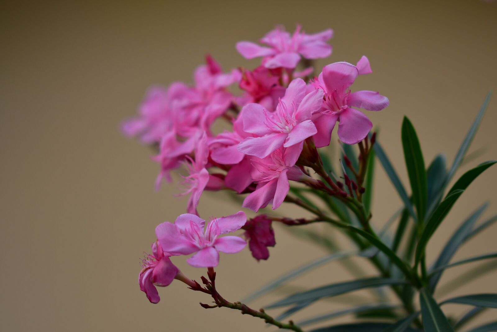 Nikon D500 sample photo. Pink flower, chrysanthemum, pink photography