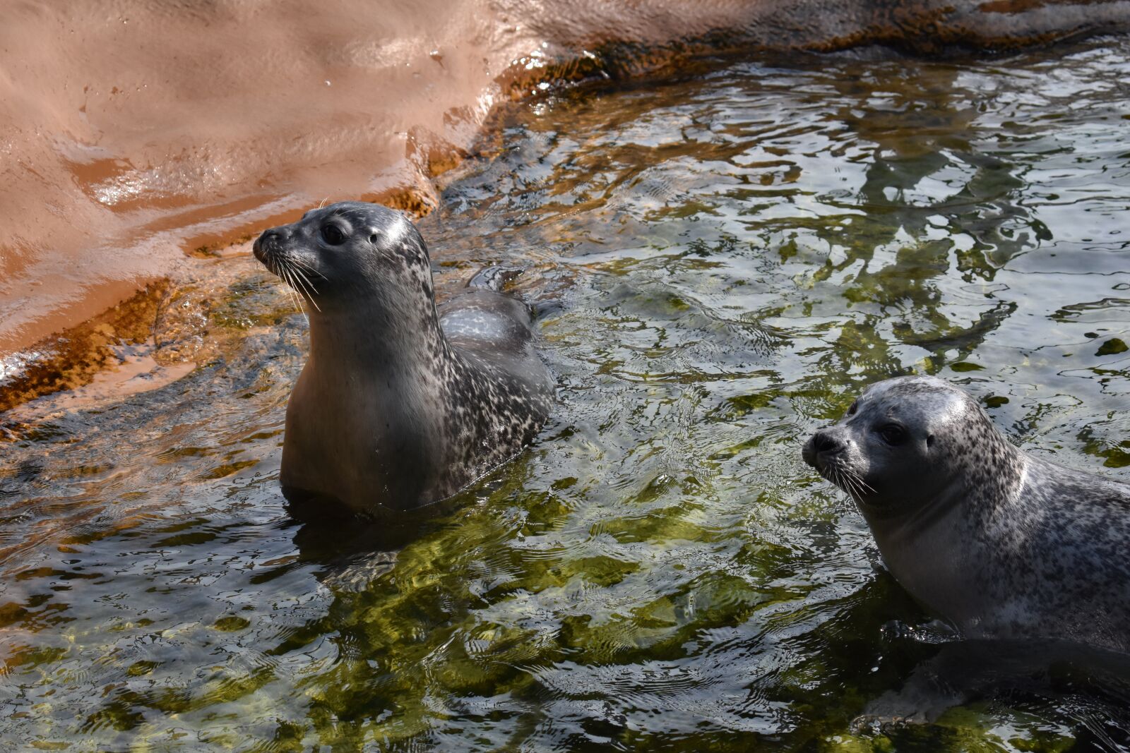 Nikon D3400 sample photo. Seal, zoo, water photography