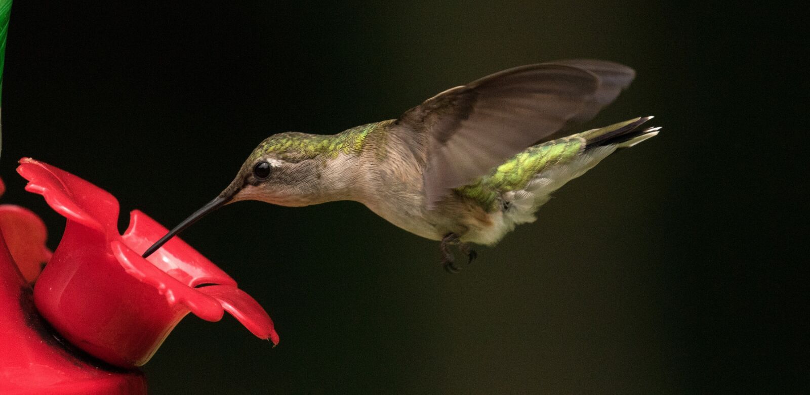 Canon EOS 760D (EOS Rebel T6s / EOS 8000D) sample photo. Hummingbird, ruby throated, flying photography
