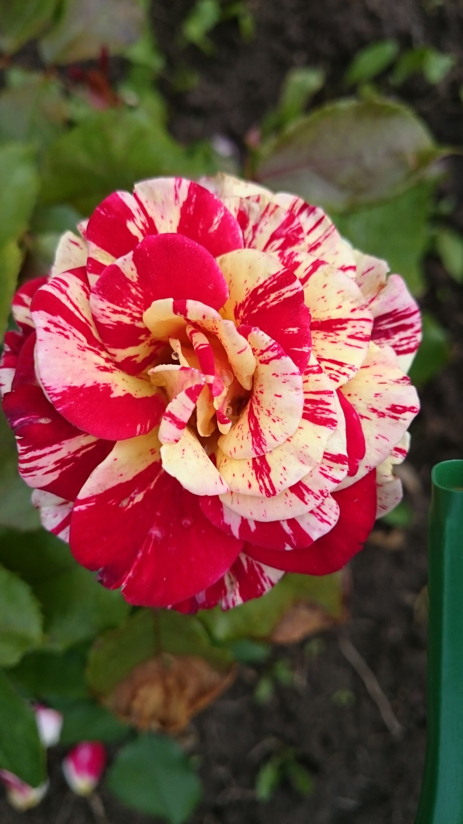 Sony Xperia Z1 sample photo. Flowers, roses, variegated rose photography
