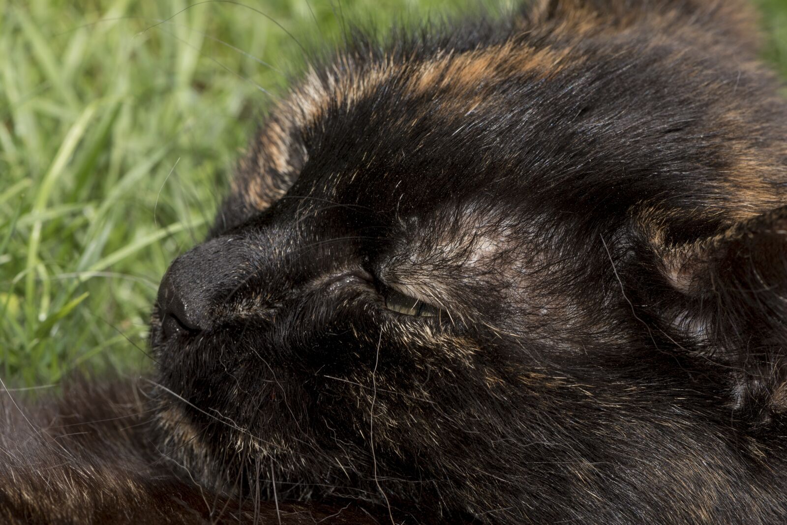 Nikon D750 sample photo. Tricolor cat, cat, colored photography