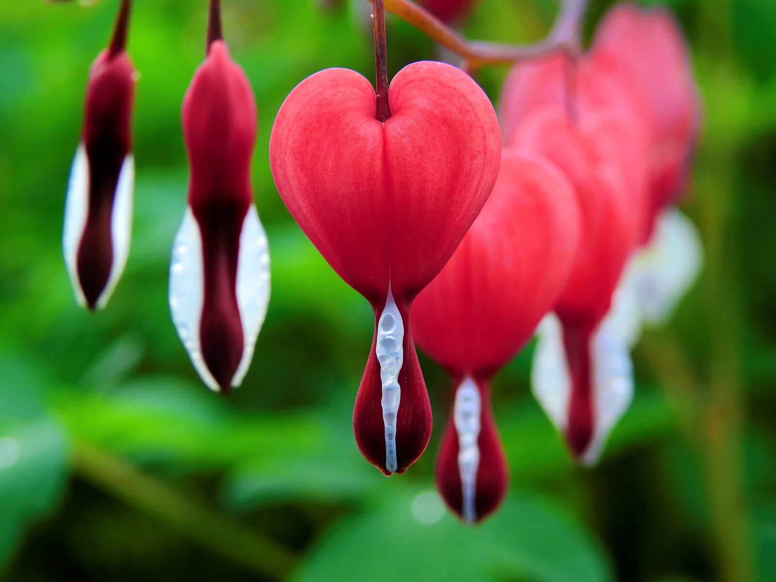 Nikon Coolpix P900 sample photo. Blossom, bloom, bleeding heart photography
