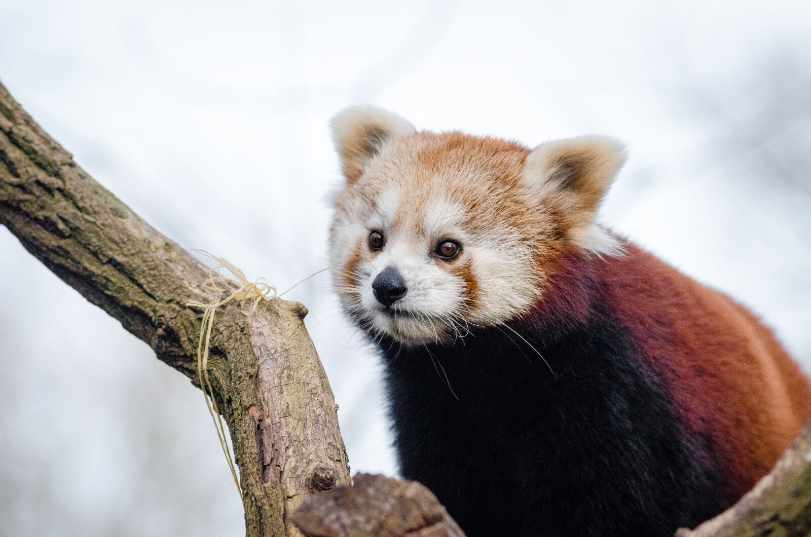 AF Zoom-Nikkor 80-200mm f/2.8 ED sample photo