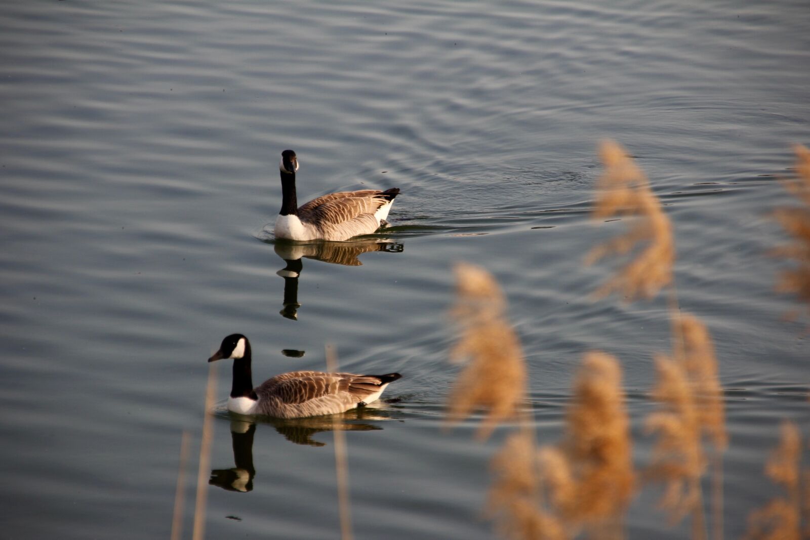 Canon EOS 60D sample photo. Ganz, pair, water photography