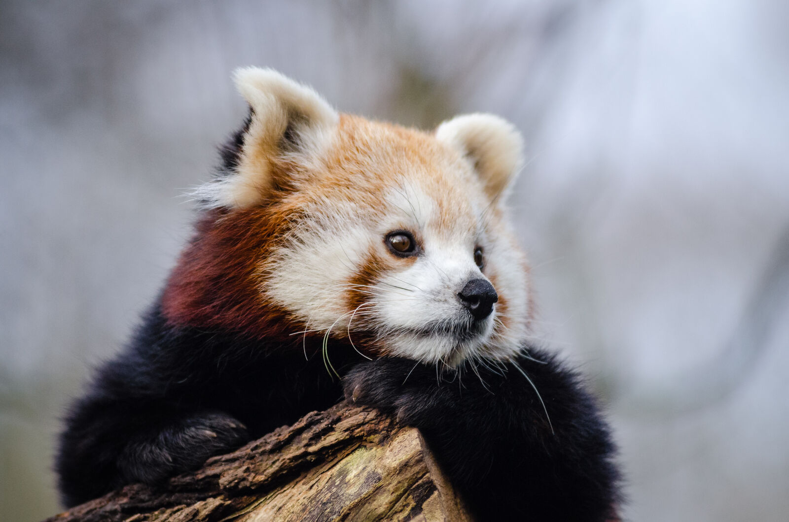 AF Zoom-Nikkor 80-200mm f/2.8 ED sample photo