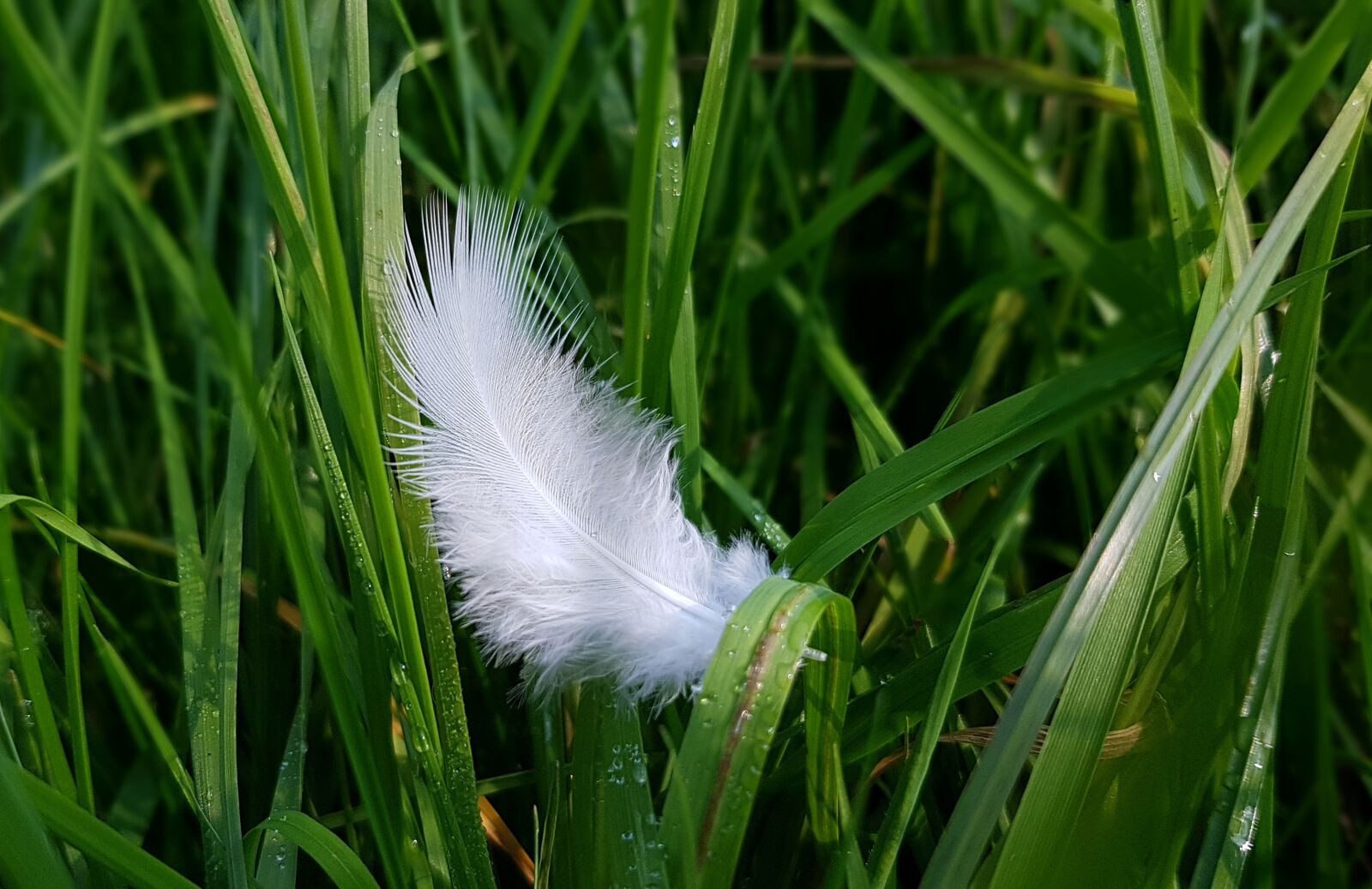 Samsung Galaxy S7 sample photo. Feather, bird feather, down photography