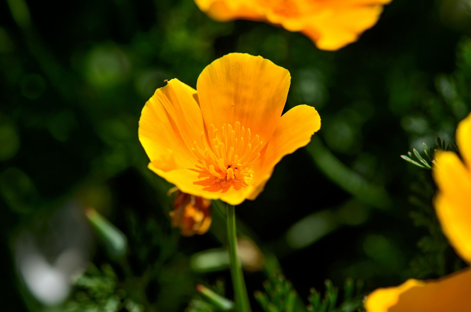Nikon D7000 sample photo. Poppy, yellow, californian photography