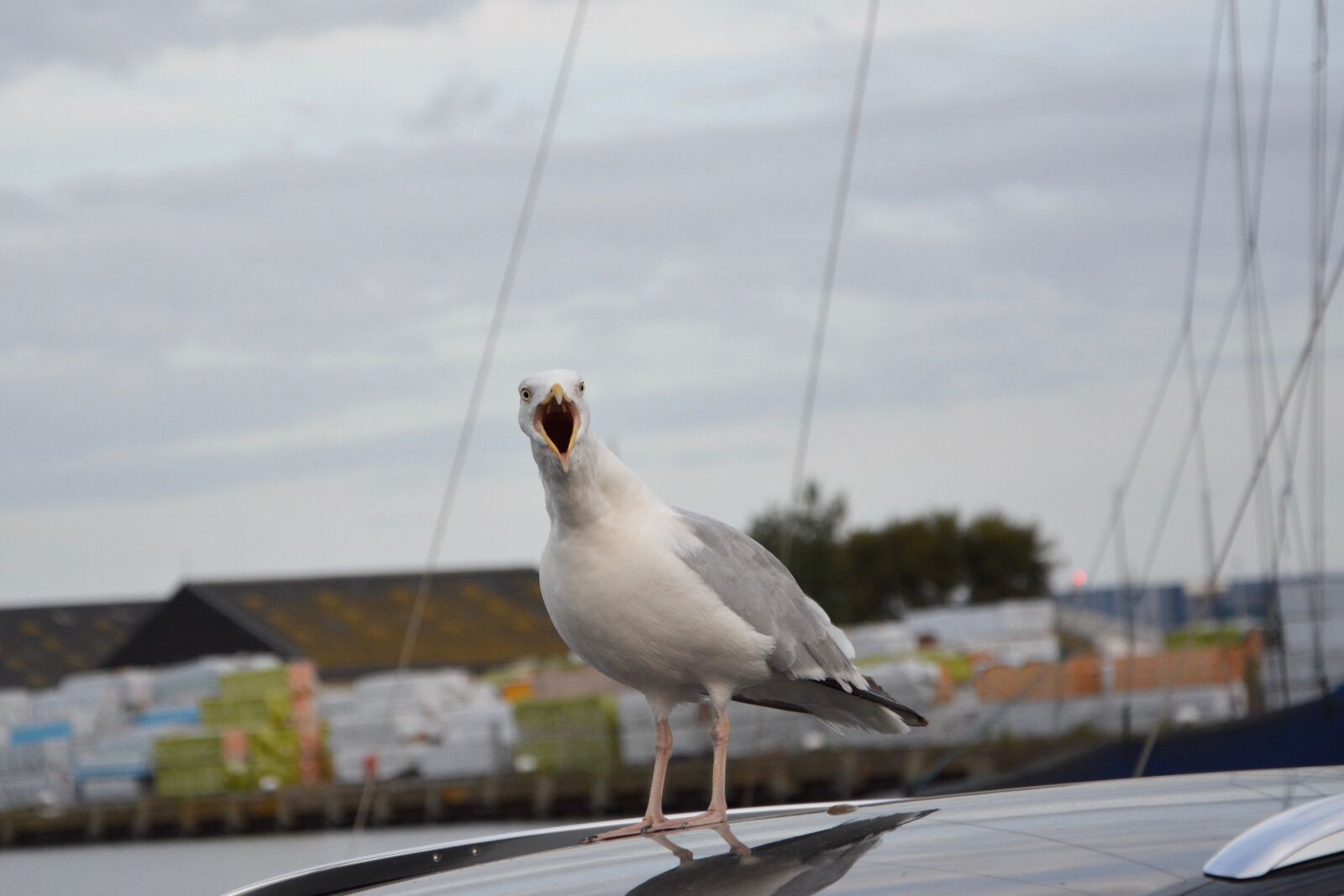 Nikon D5200 sample photo. Seagull, port, water sea photography