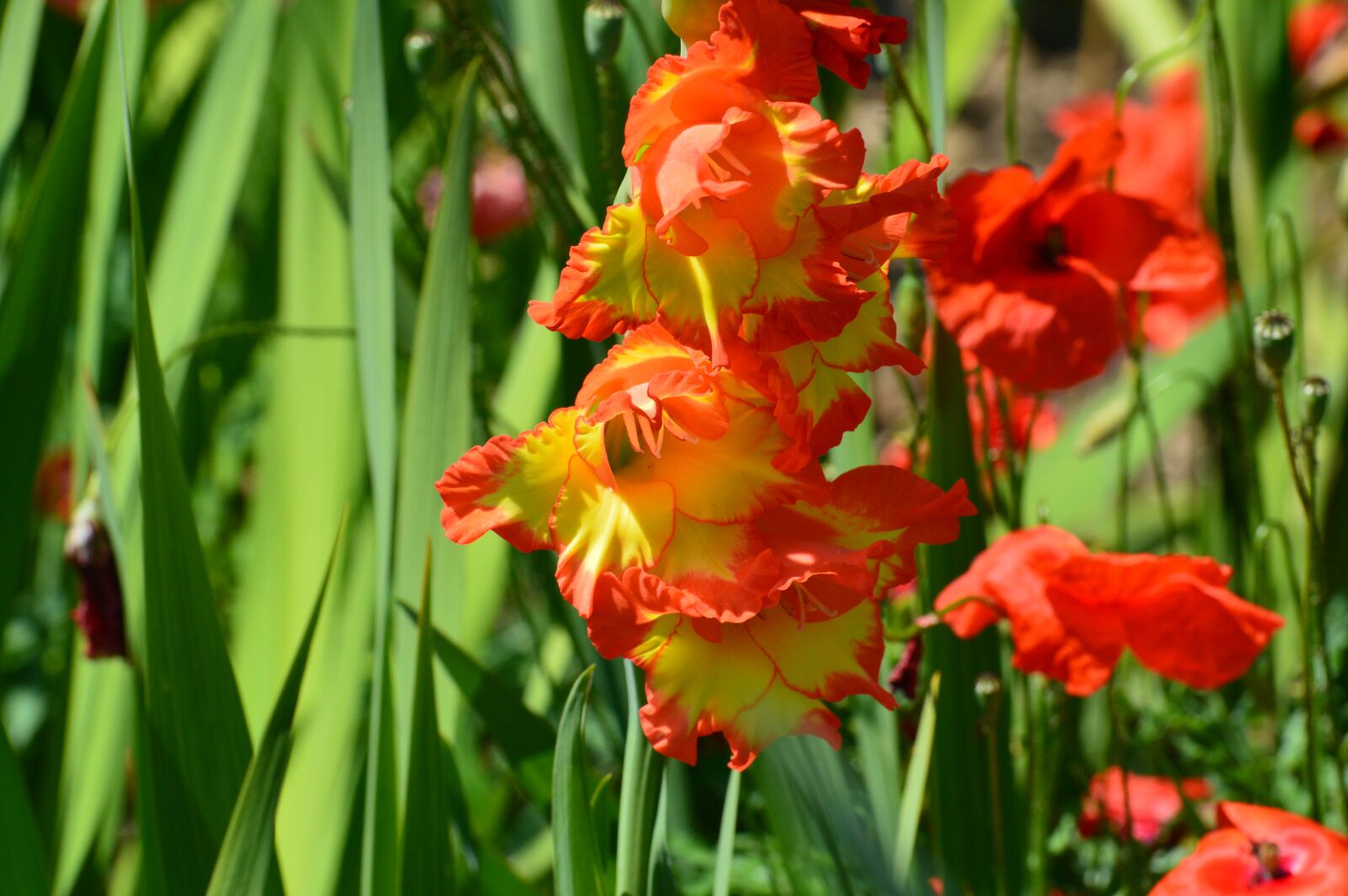 Nikon D3200 sample photo. Flower, red, yellow photography