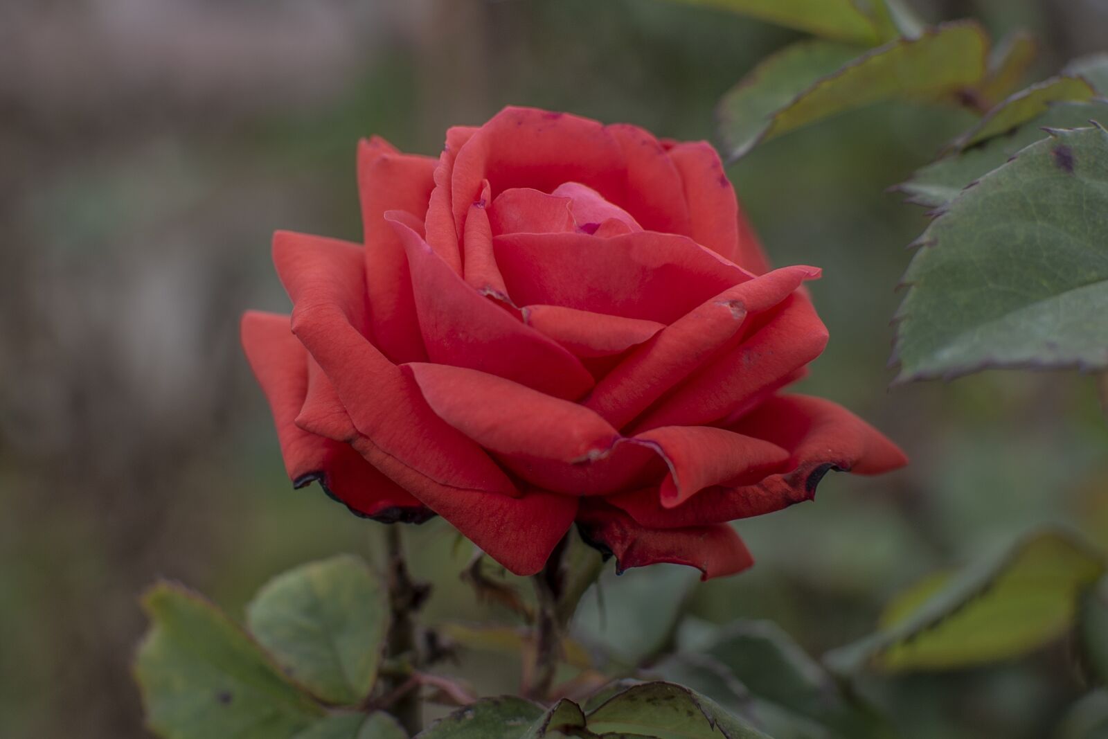 Nikon D600 sample photo. Rosa, flower, nature photography