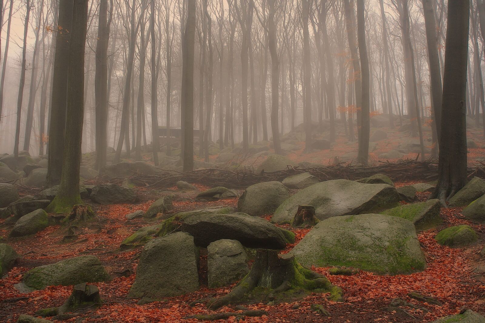 Canon EOS 1000D (EOS Digital Rebel XS / EOS Kiss F) sample photo. Nature, forest, fog photography