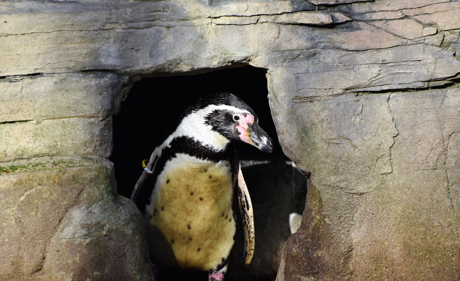 Nikon D7200 sample photo. Penguin, bird, water bird photography