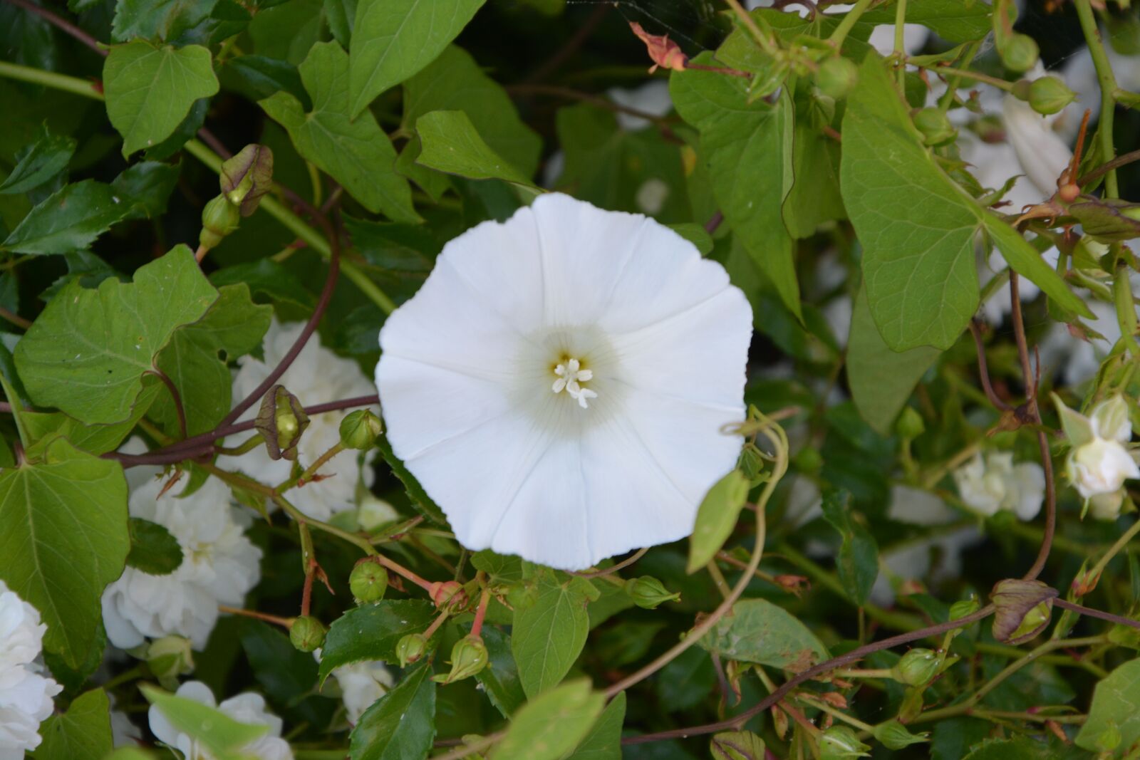 Nikon D5200 sample photo. Flowers of bindweed, white photography
