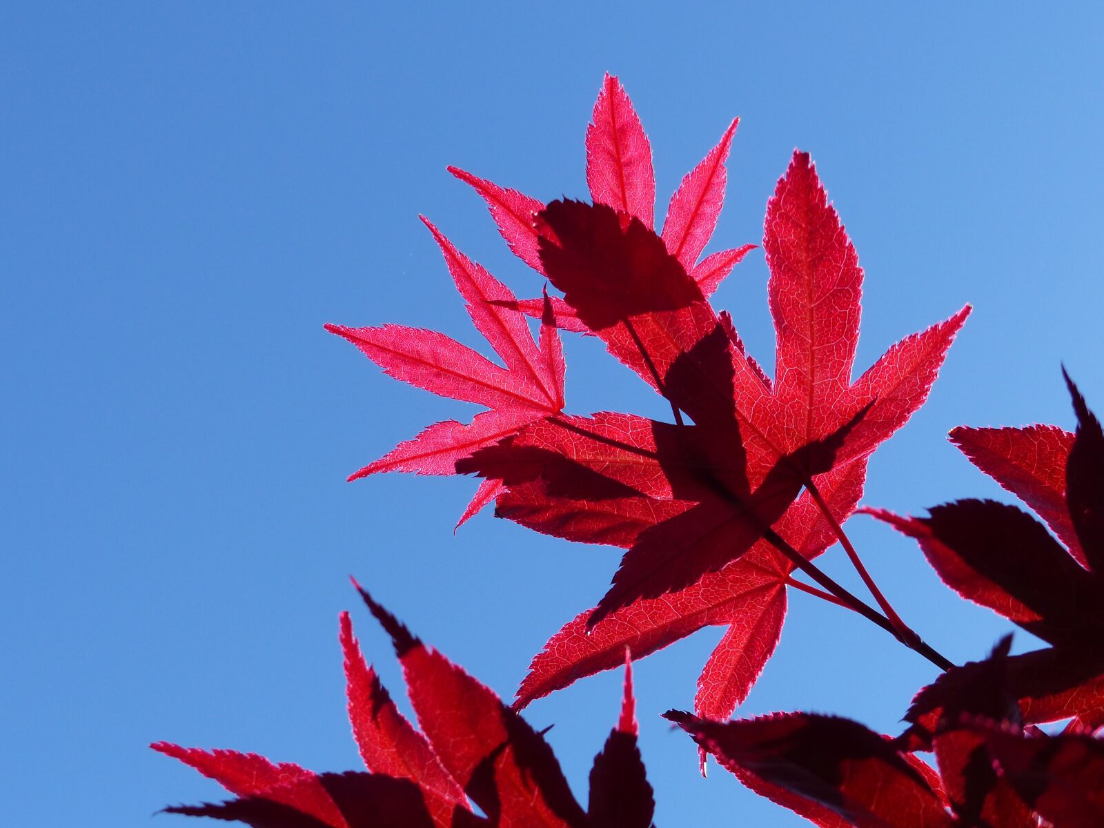 Panasonic Lumix DMC-FZ200 sample photo. Autumn, blue sky, red photography