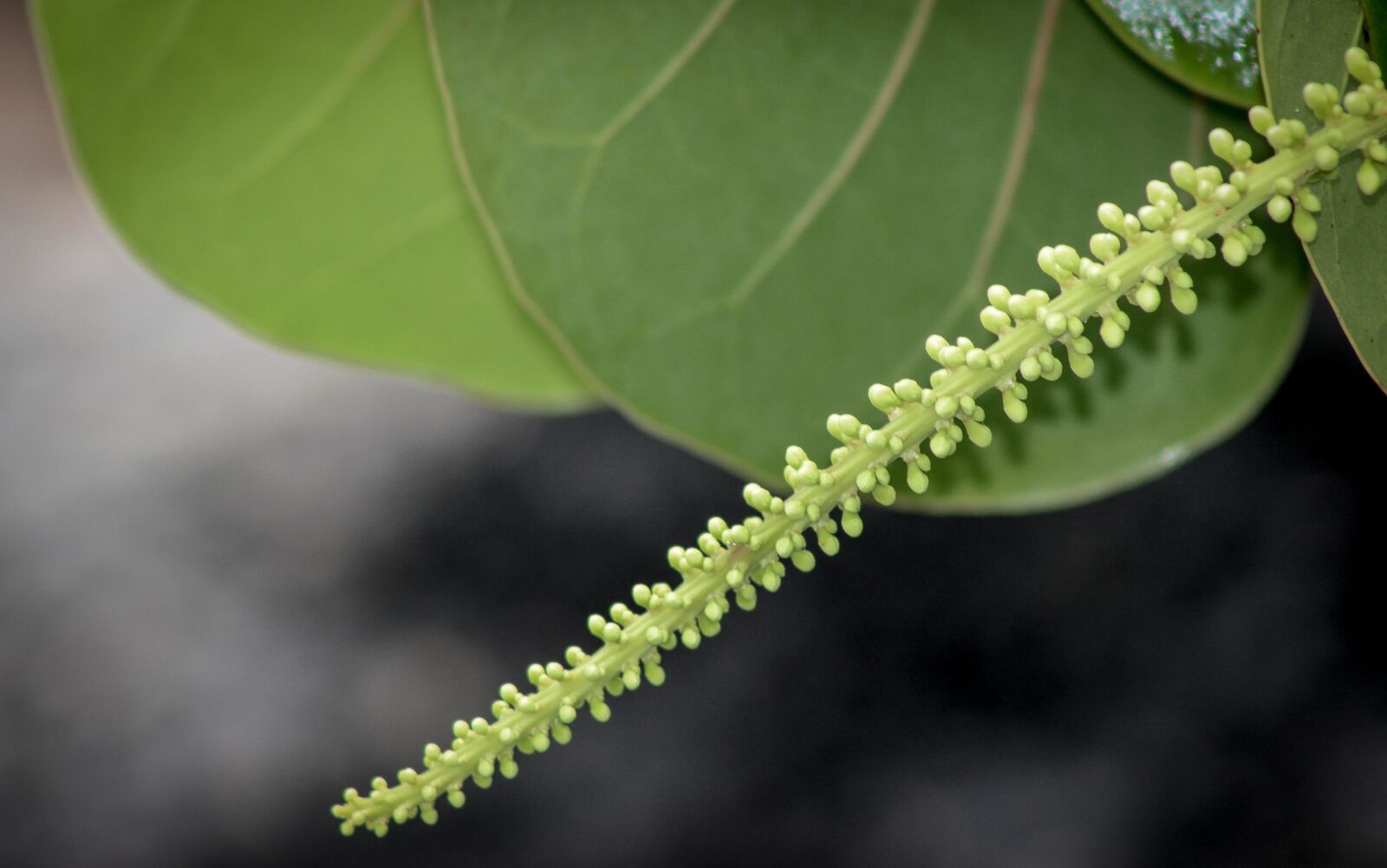 Canon EOS 600D (Rebel EOS T3i / EOS Kiss X5) sample photo. Flora, leaf, nature photography