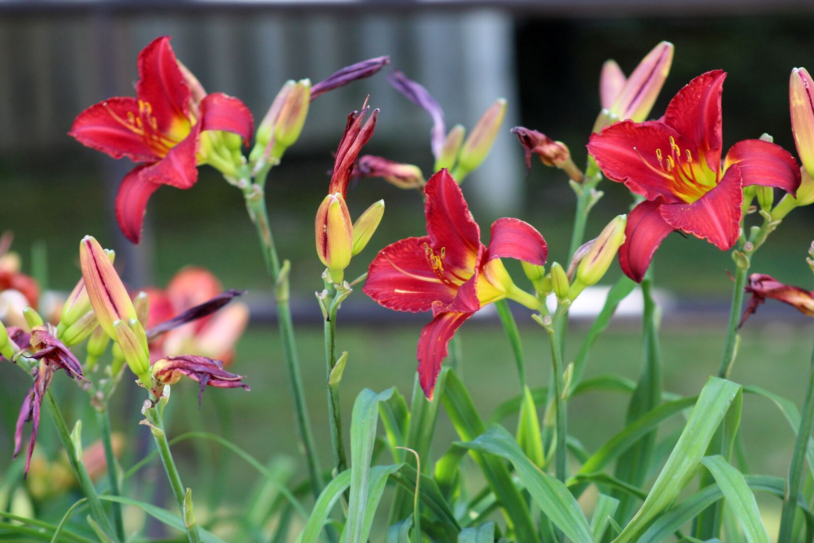 Canon EF 75-300mm f/4-5.6 USM sample photo. Nature, flowers, day lilies photography