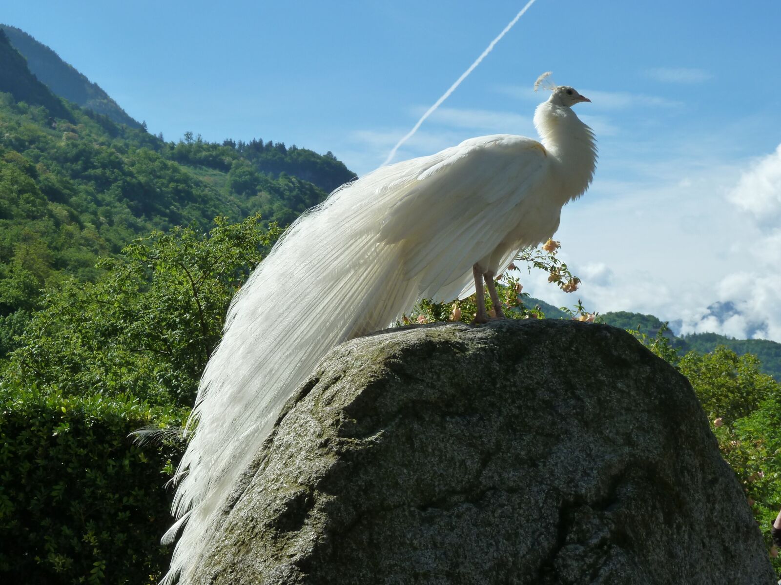 Panasonic Lumix DMC-ZS5 (Lumix DMC-TZ8) sample photo. White peacock, peacock, bird photography