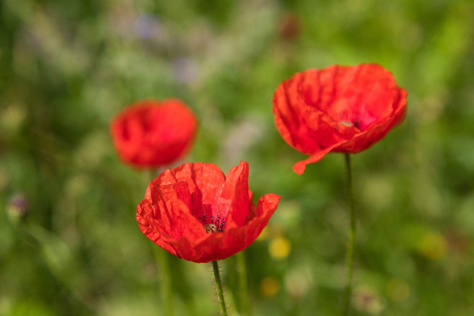 Canon EOS 5D Mark IV sample photo. Nature, flower, plant photography
