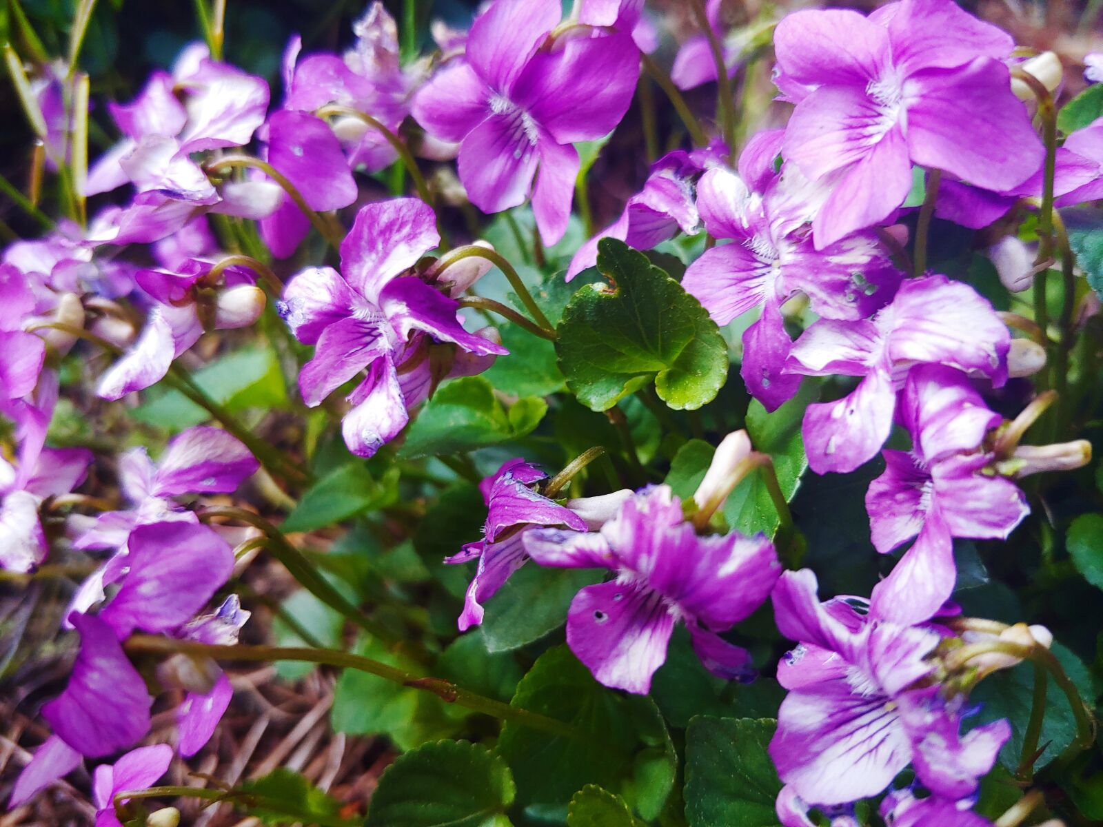 LG G7 THINQ sample photo. Flowers, plant, leaves photography