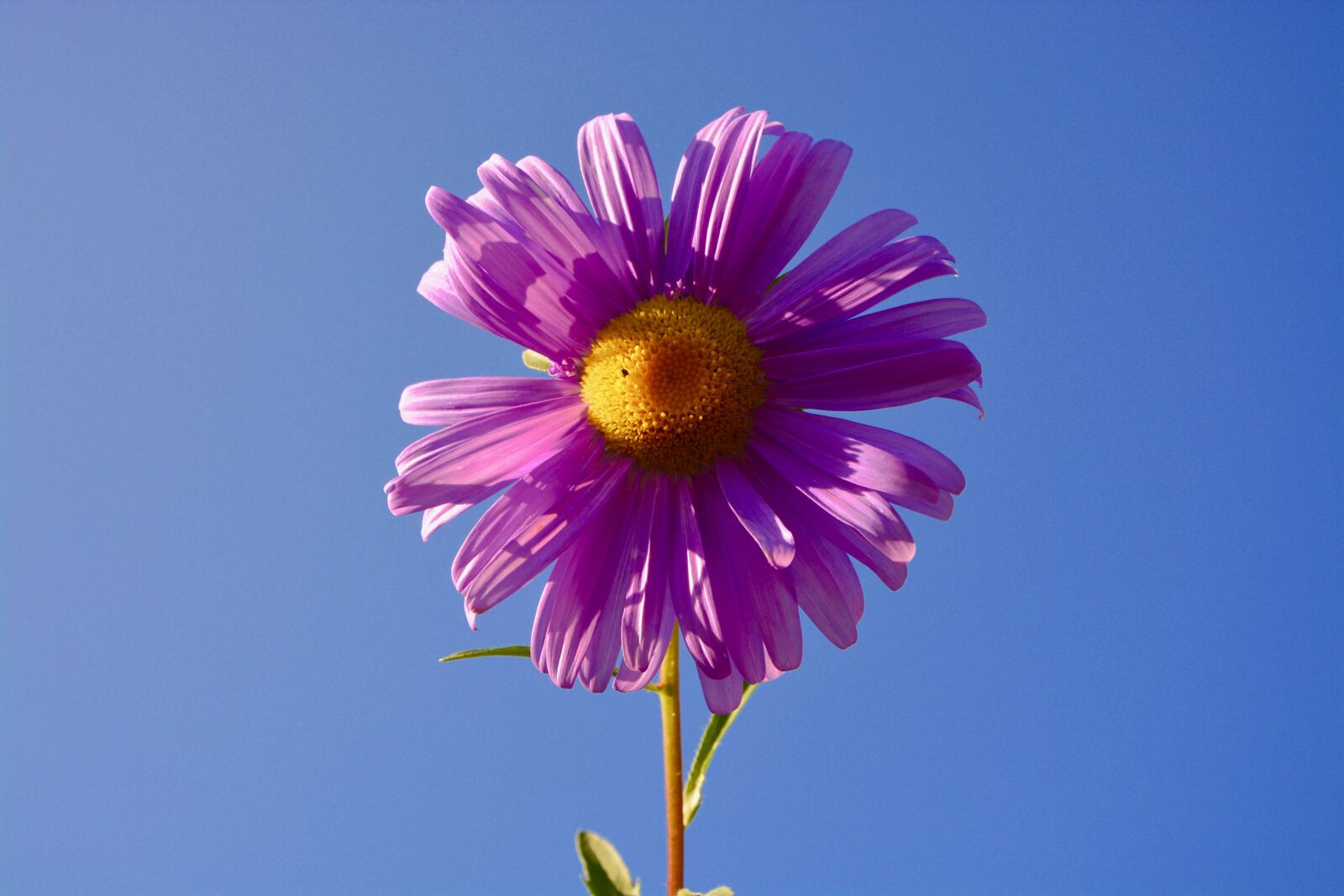 Nikon D5200 sample photo. Flower, marguerite, color parma photography