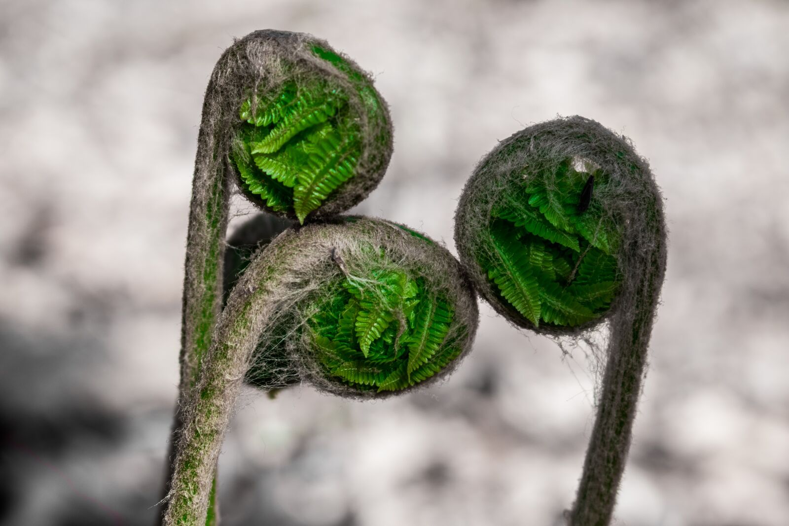 Nikon D5600 sample photo. Nature, fern, green photography